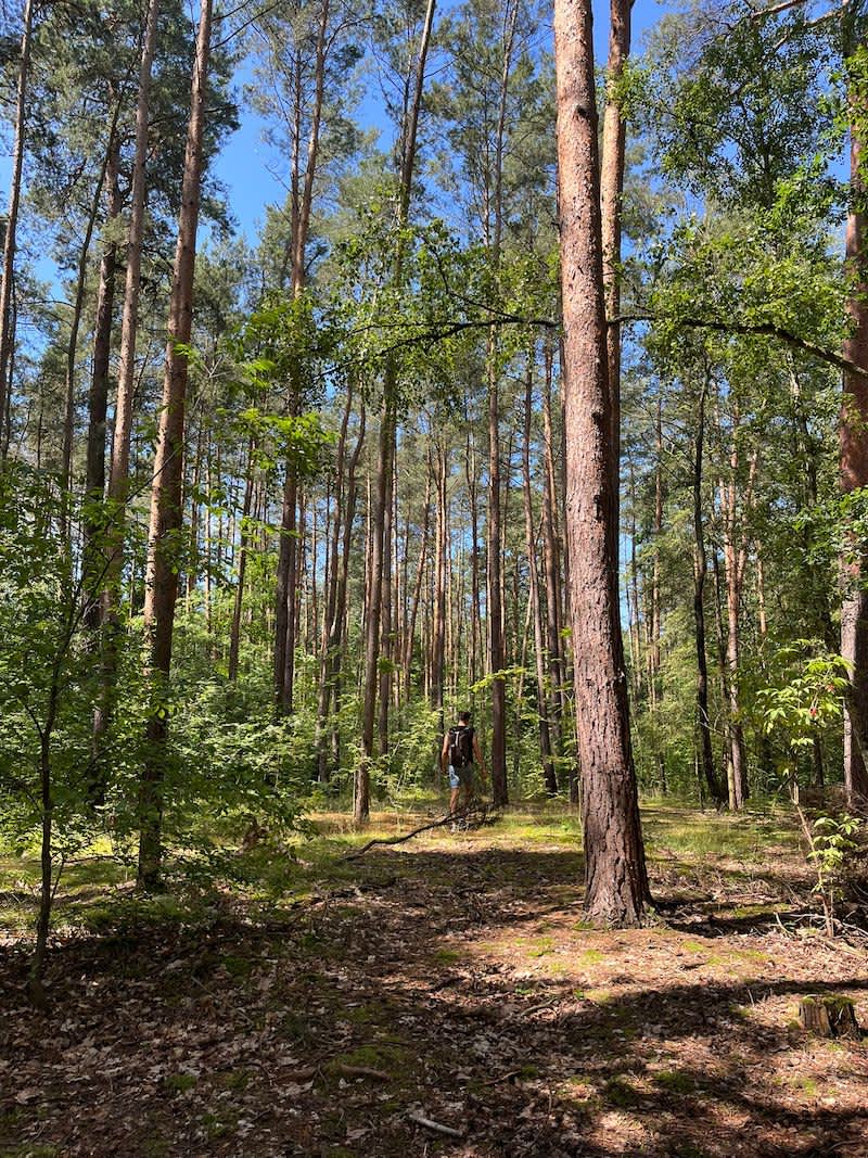 A serene walk through the tall, dense pine trees around Krumme Lanke in Berlin, highlighting the area's natural beauty and tranquil atmosphere as an alternative escape within the city.