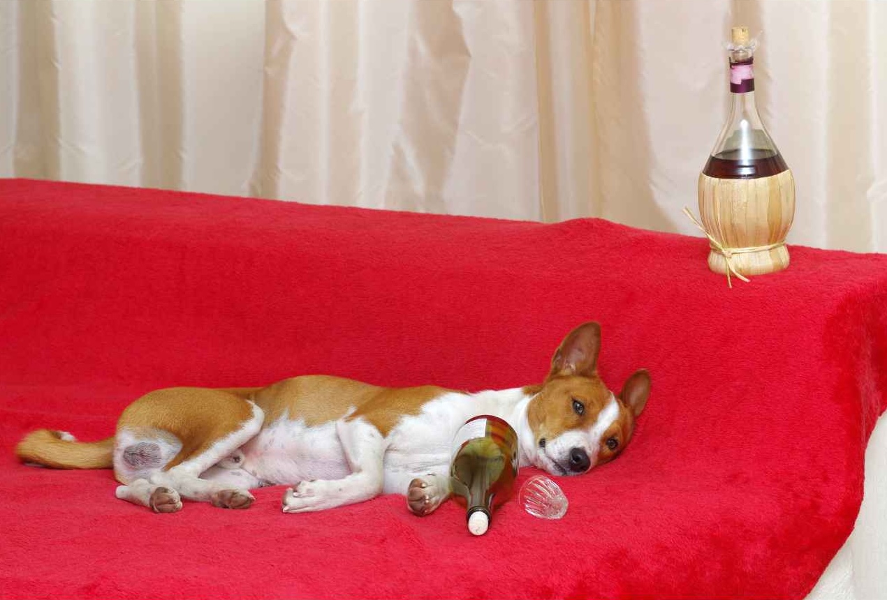 A small dog, likely a Basenji, is lying on a red couch next to a wine bottle, with its head resting near the bottle. This image underscores the dangers of alcohol for dogs, illustrating the importance of keeping harmful substances out of pets’ reach.