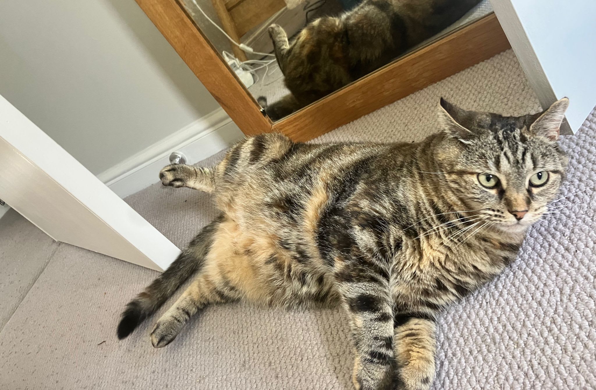 A tabby cat lounging on the floor near a mirror, reflecting its relaxed demeanor but also hinting at the need for the best toys for bored cats to keep them active and engaged.