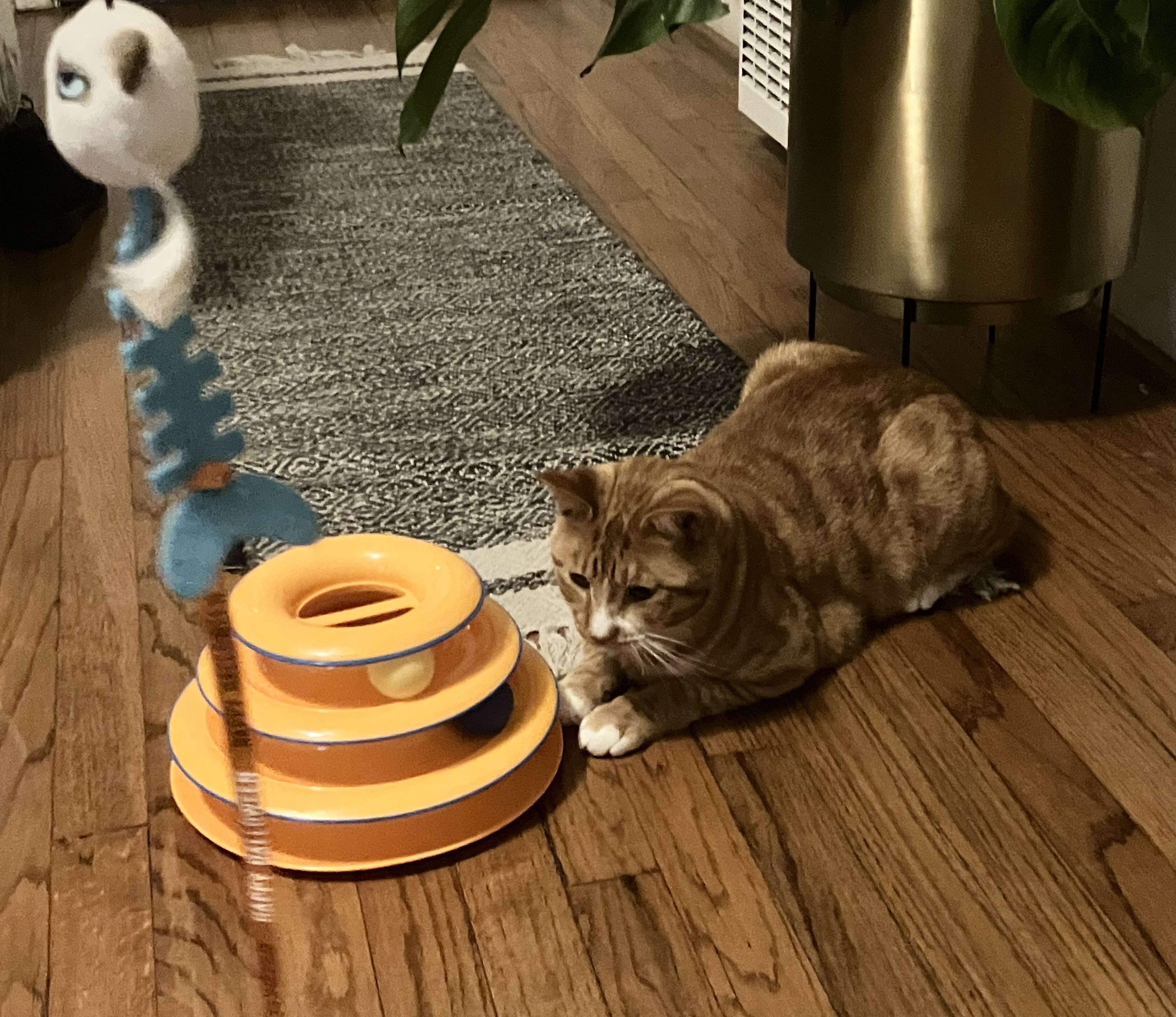 An orange tabby cat intently watching a multi-level cat toy with spinning balls and a dangling fish skeleton toy, highlighting one of the best toys for bored cats to stay entertained.
