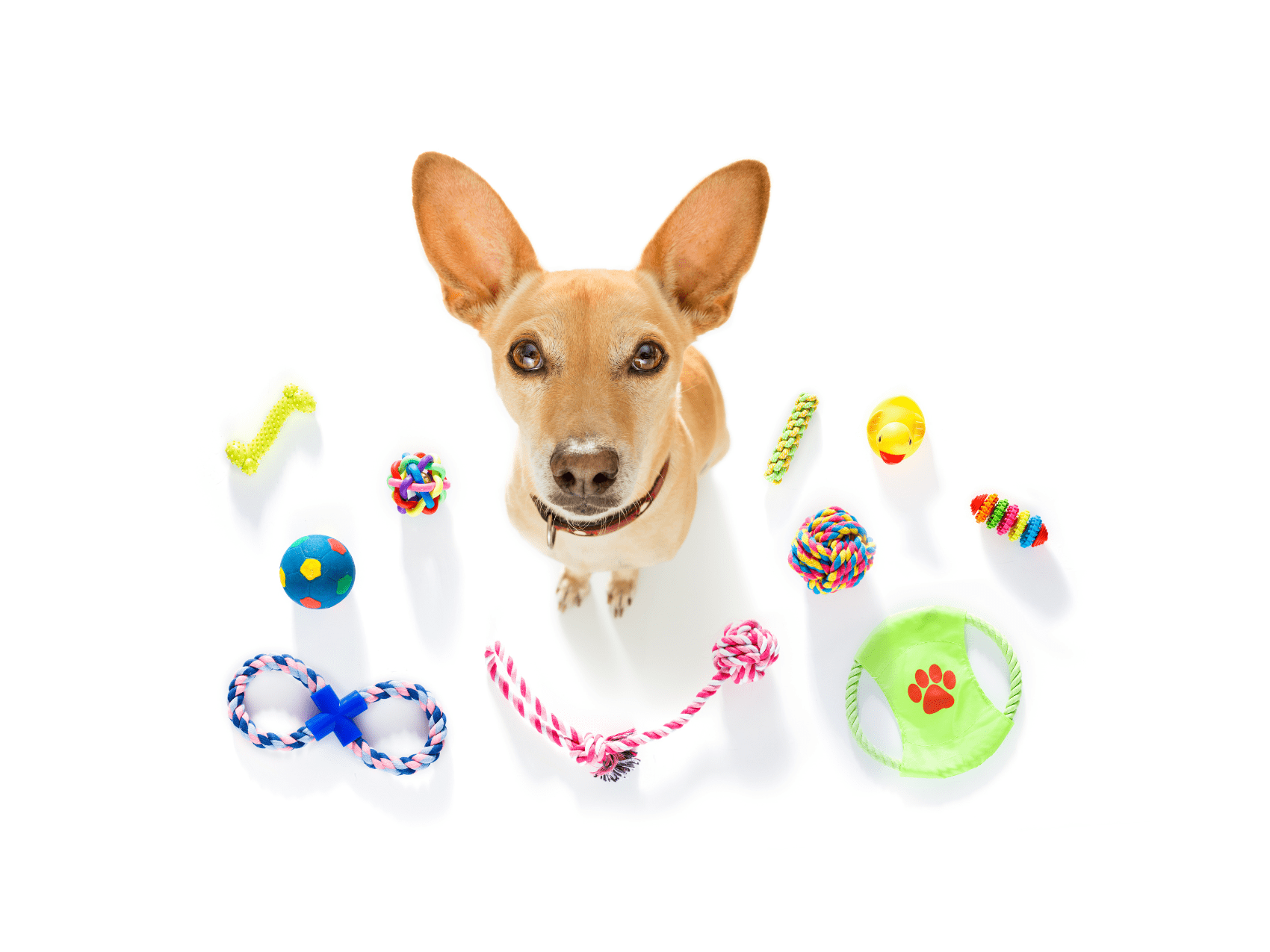 A small tan dog with large ears surrounded by an array of colorful toys, including balls, ropes, and chew toys, against a white background. This collection highlights various toys for high energy dogs to keep them entertained and active.