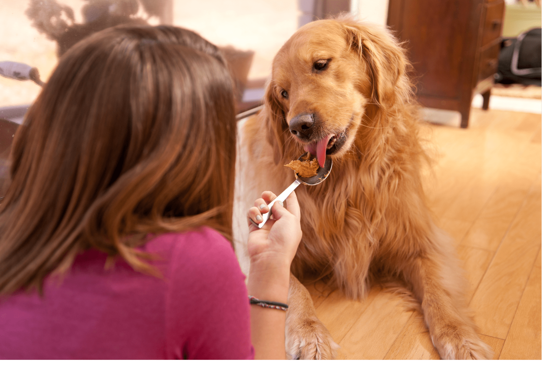 A Golden Retriever being fed peanut butter from a spoon by a person indoors. This image illustrates the bond between the dog and its owner, and how lick mats for dogs can be used to provide tasty treats like peanut butter in a controlled manner.