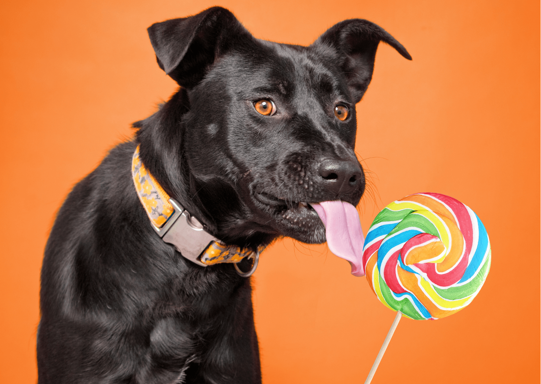 A black dog licking a colorful lollipop against an orange background, emphasizing the fun and delicious treat like ice pops for dogs.