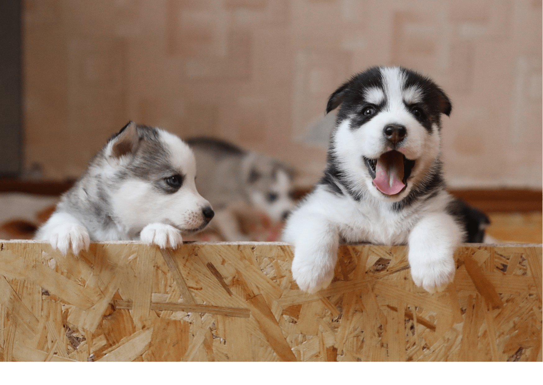 Two Siberian Husky puppies looking over a wooden barrier, one with its mouth open as if yawning or barking. The playful nature of the puppies highlights the importance of interactive feeding tools like lick mats for dogs to keep them entertained and mentally stimulated.