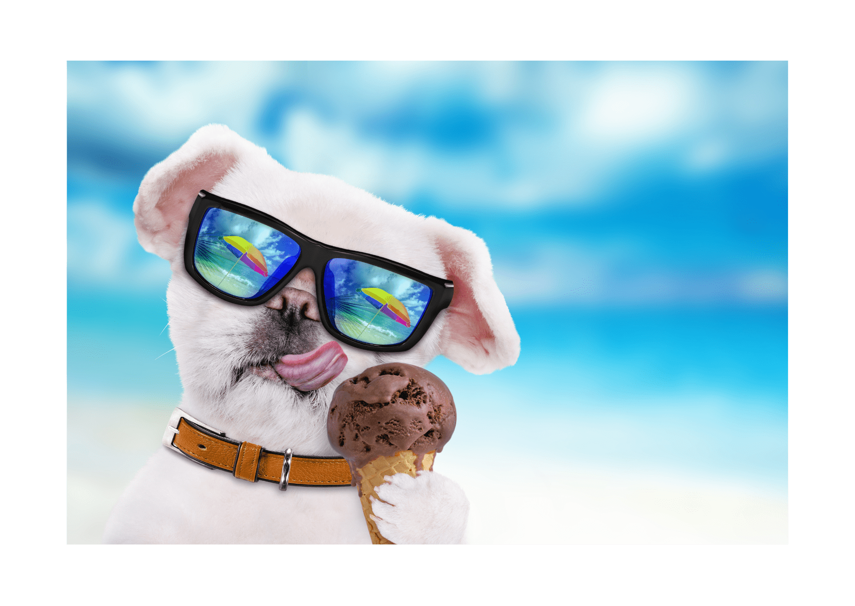 A white dog wearing sunglasses and holding a chocolate ice cream cone at the beach, reflecting the summer vibe with ice pops for dogs.