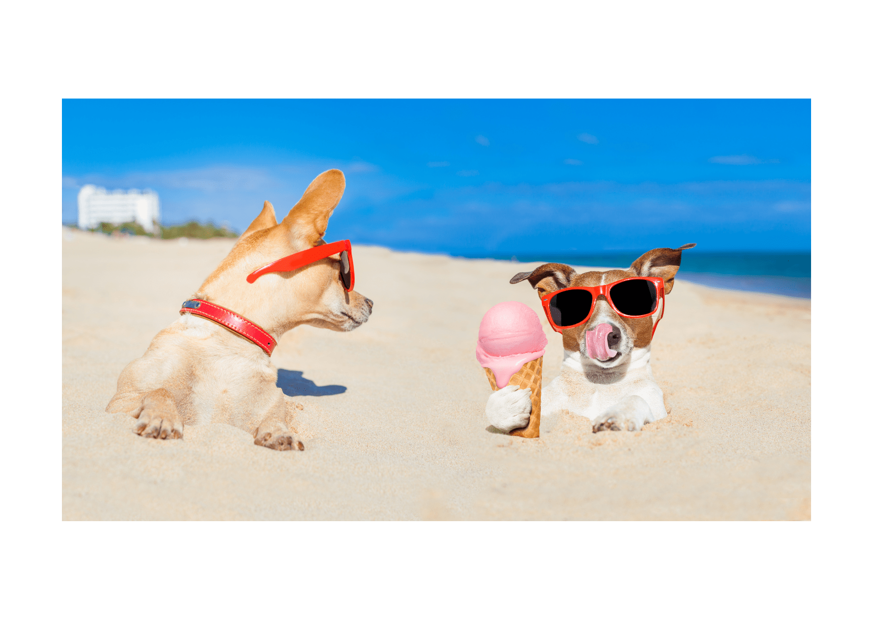 Two dogs wearing sunglasses at the beach, one holding a pink ice cream cone, the other looking at it. Perfect summer fun with ice pops for dogs.