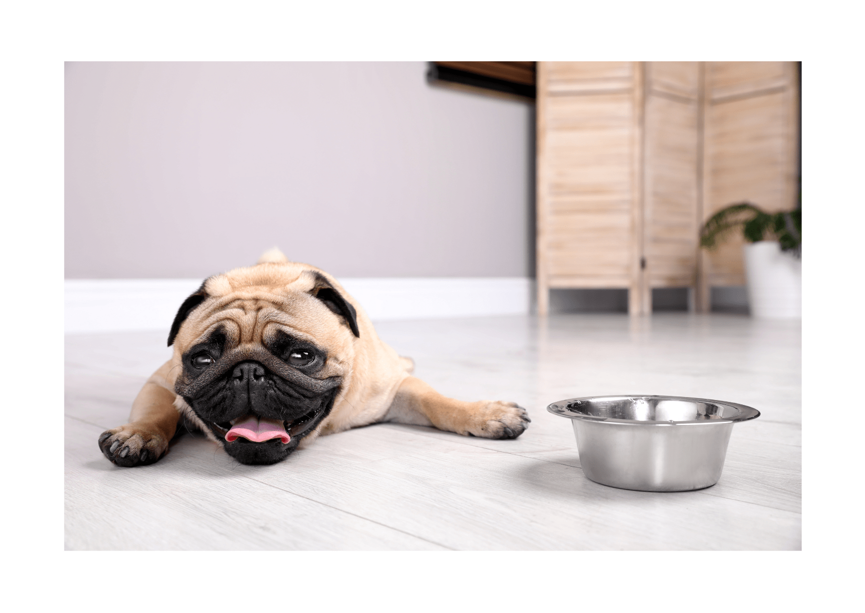 A pug being cooled down with a wet cloth by its owner, a reminder of the cooling relief provided by ice pops for dogs.