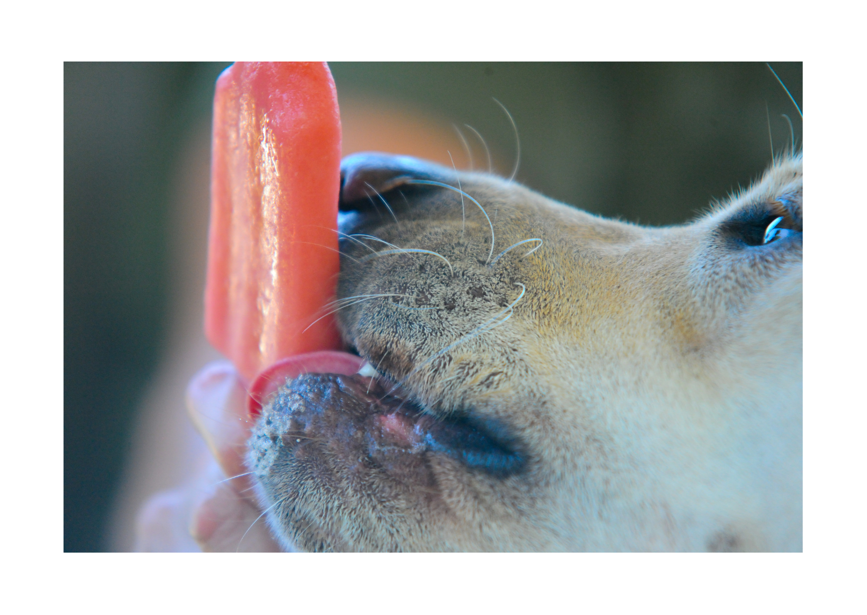 A close-up of a dog licking a red popsicle, showcasing a tasty way to cool off with ice pops for dogs.