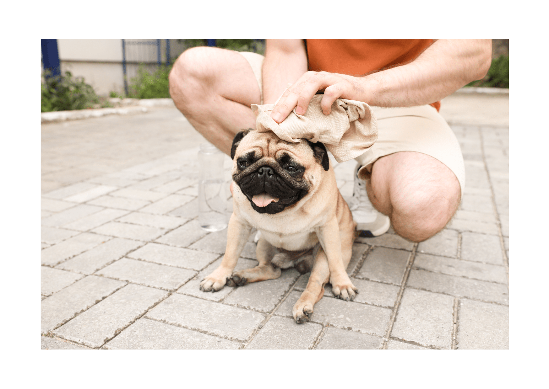 A pug being cooled down with a wet cloth by its owner, a reminder of the cooling relief provided by ice pops for dogs.