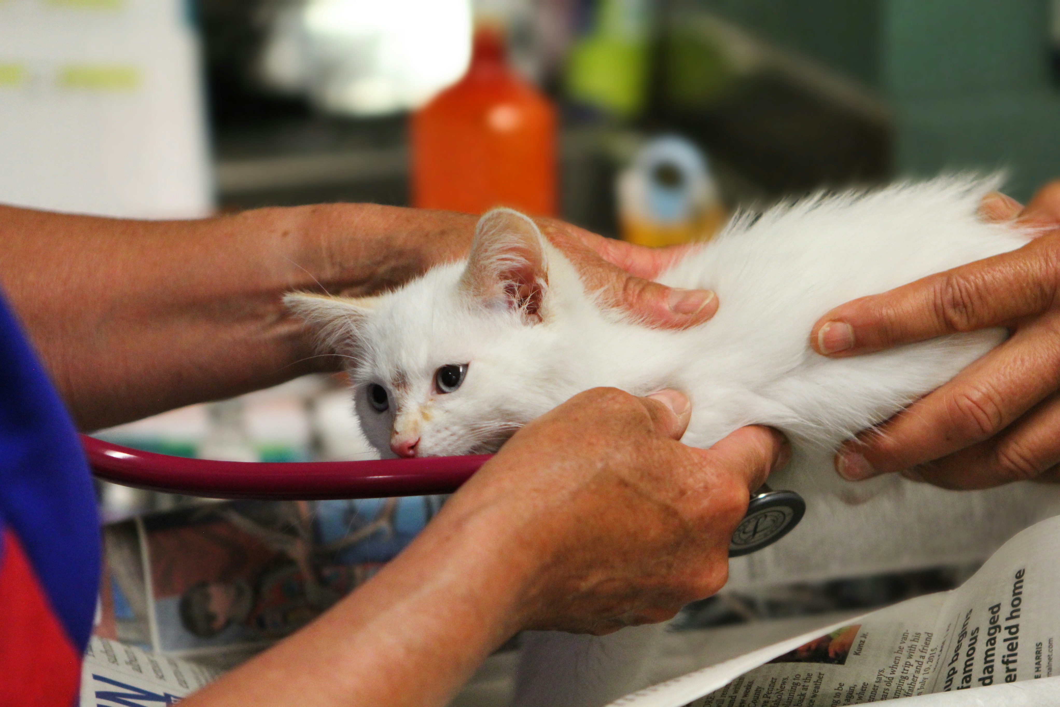 a white fluffy cat sat on a vet's table, being treated by two vets