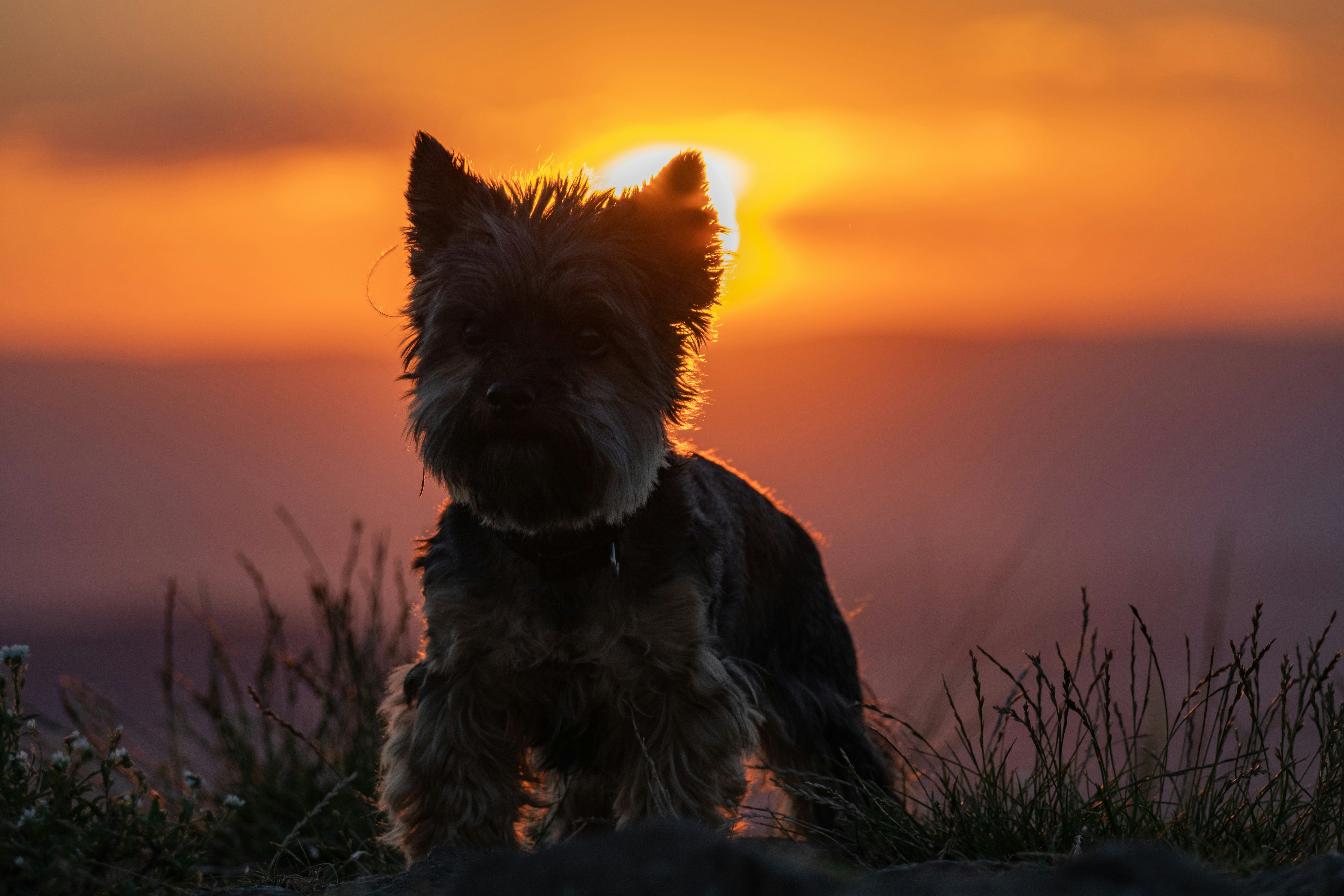 A terrier dog running towards the camera with the sunset behind