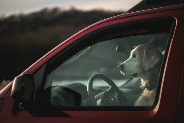 a Golden Retriever dog sat in the driving seat of a car