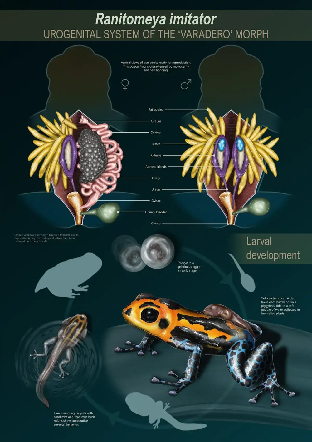 Ylenia Vimercati Molano