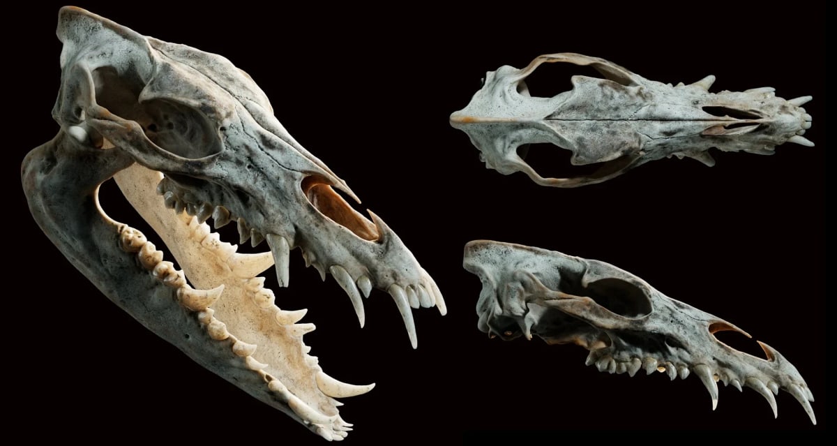 Cráneo de criatura visto desde varios ángulos, render 3D, de Aser Godoy, profesor de 3D y Videojuegos en TRAZOS