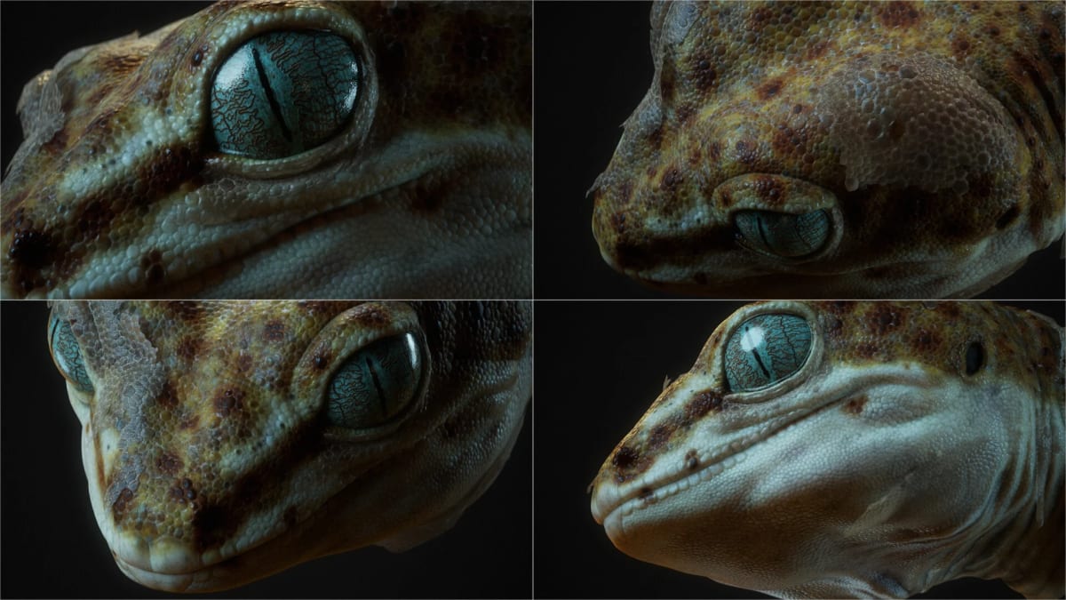 Cabeza de gecko realista vista desde varios ángulos, render 3D, de Aser Godoy, profesor de 3D y Videojuegos en TRAZOS