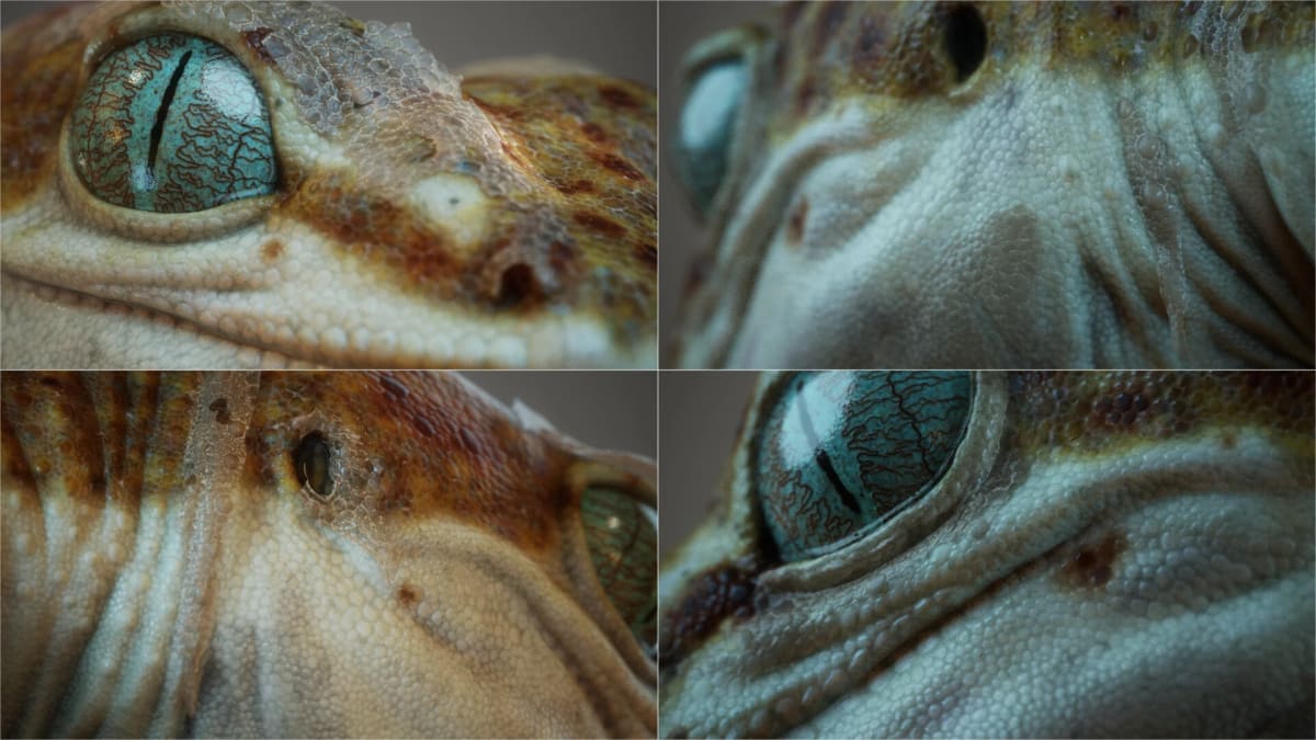Detalle del ojo y la piel escamada de un gecko realista, render 3D, de Aser Godoy, profesor de 3D y Videojuegos en TRAZOS