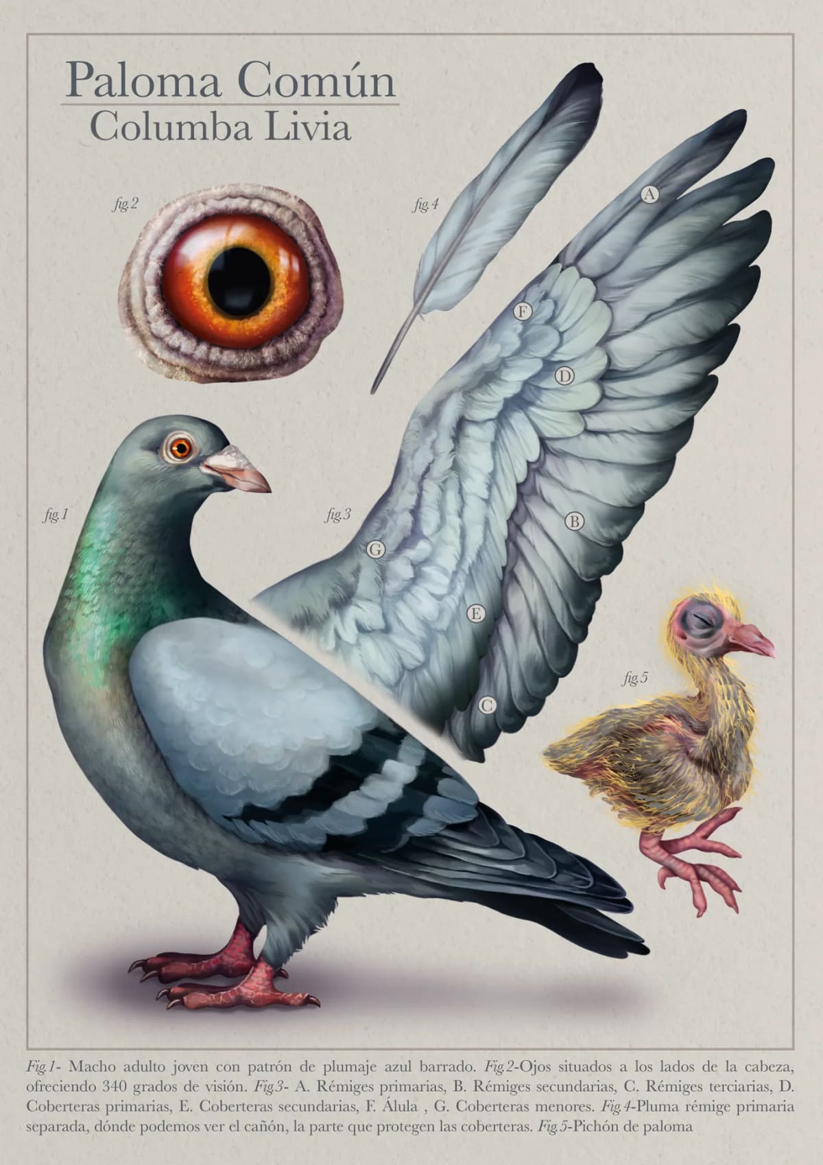 Lámina científica completa de la Columba livia con las figuras numeradas y su pie de texto, de Eva De José González, alumna de Ilustración y Animación 2D en TRAZOS