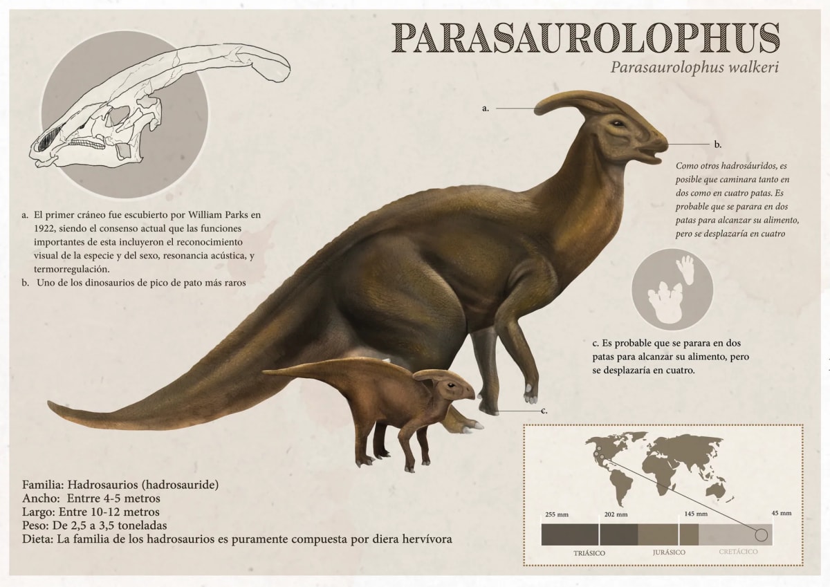 Lámina científica del dinosaurio Parasaurolophus con cráneo, cría y datos de la especie, de Mar Muñoz, alumna de Ilustración y Animación 2D en TRAZOS