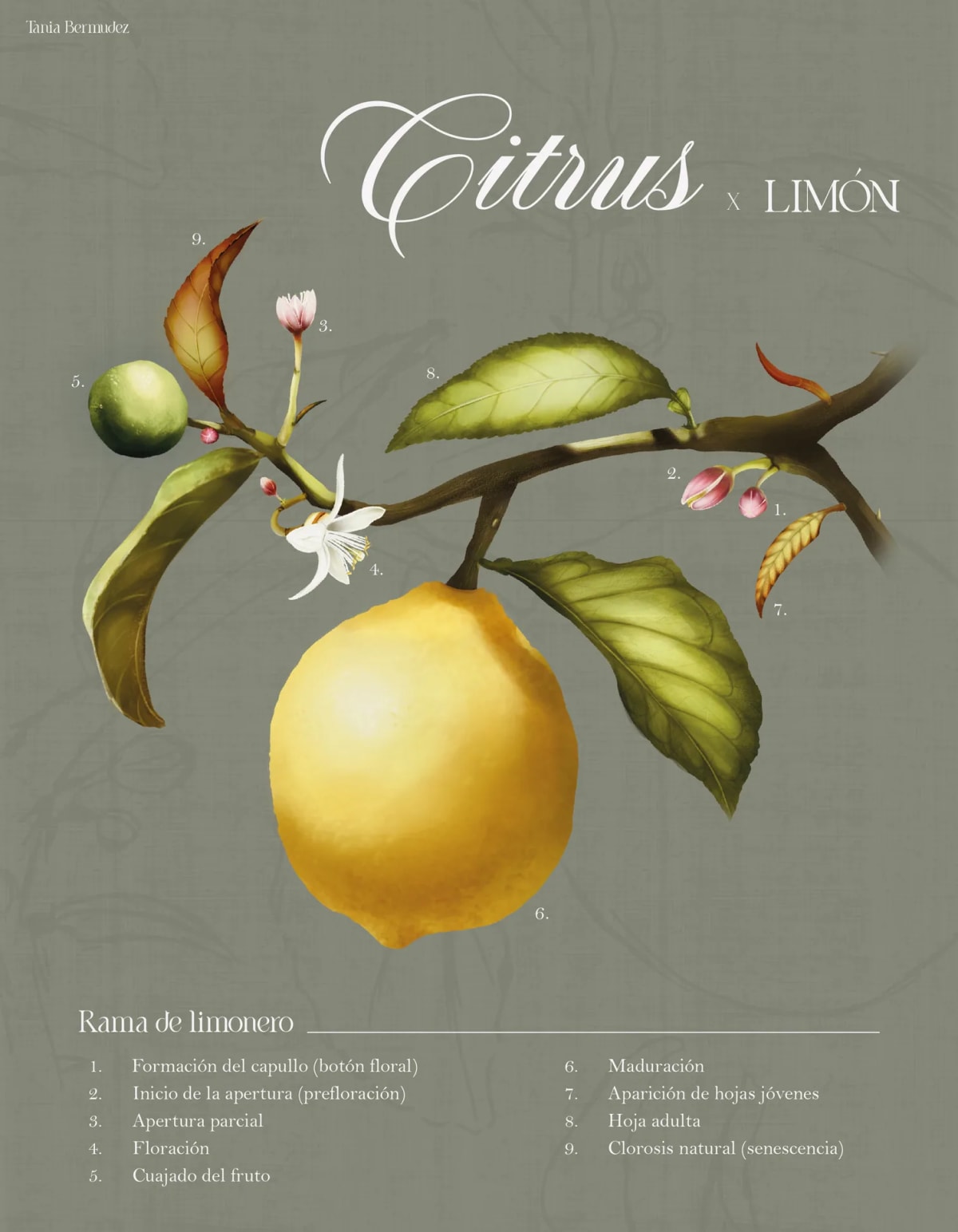 Lámina botánica de una rama de limonero con las fases de floración y maduración numeradas, de Tania Bermúdez, alumna de Ilustración y Animación 2D en TRAZOS