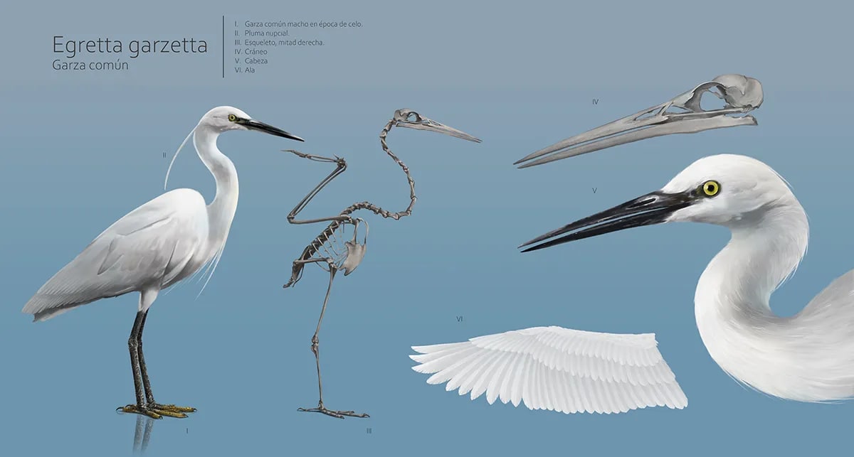 Lámina de ilustración naturalista de la garza común, Egretta garzetta, con esqueleto, cráneo y ala, de Sofía Blasco, alumna de Concept Art en TRAZOS