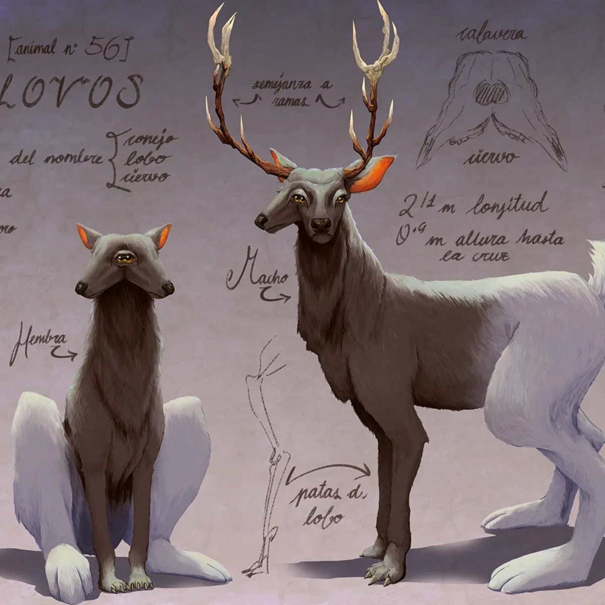Lámina de bestiario de la criatura Colovos, una quimera de conejo, lobo y ciervo, con anotaciones, de Daniela Pérez, alumna de Ilustración y Animación 2D en TRAZOS