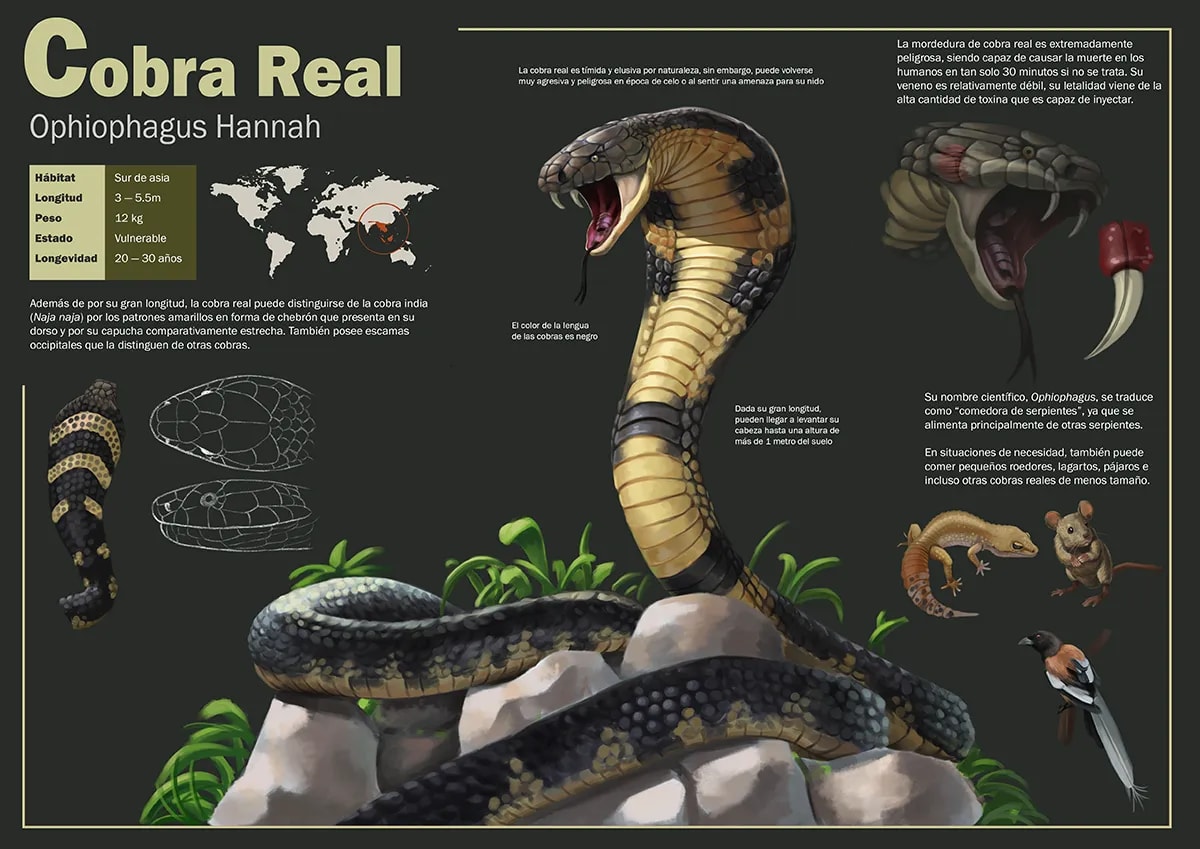 Concept art de una lámina de estudio de la cobra real Ophiophagus hannah, de Aimar Rodríguez Soto, alumno de Concept Art en TRAZOS