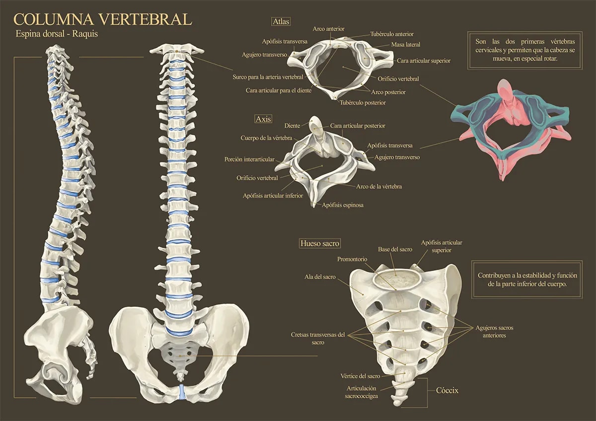 Lámina infográfica de la columna vertebral con las vértebras atlas, axis y hueso sacro etiquetadas, de Daniela Pérez, alumna de Ilustración y Animación 2D en TRAZOS