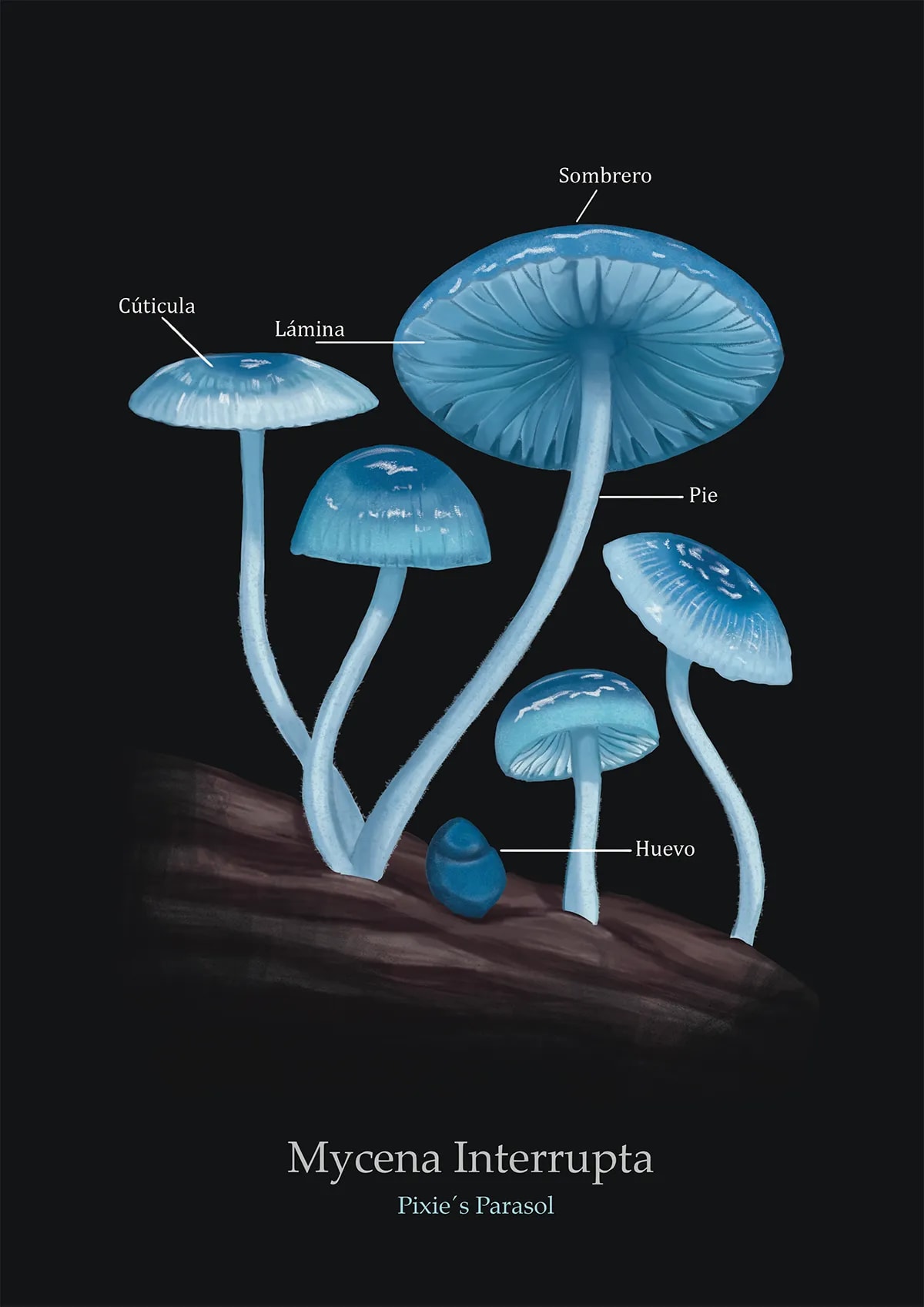 Lámina botánica ilustrada de setas azules Mycena Interrupta con partes etiquetadas sobre fondo negro, de Alba González, alumna de Ilustración y Animación 2D en TRAZOS