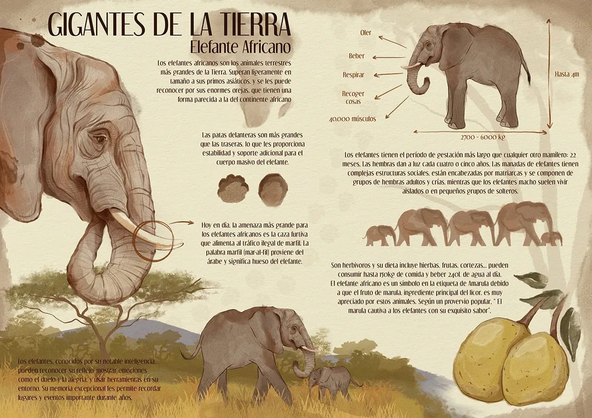 Lámina infográfica ilustrada Gigantes de la Tierra sobre el elefante africano con esquemas y texto, de Carlota Coca Landabarea, alumna de Ilustración y Animación 2D en TRAZOS