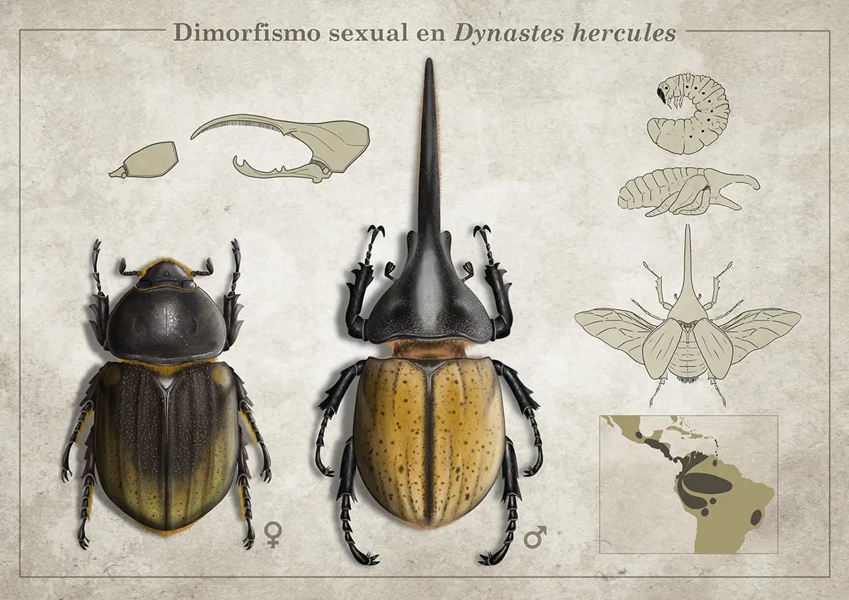 Lámina científica del escarabajo Hércules (Dynastes hercules) con dimorfismo sexual, ciclo de vida y mapa de distribución, de Sara Palacios Muñoz, alumna de Ilustración y Animación 2D en TRAZOS
