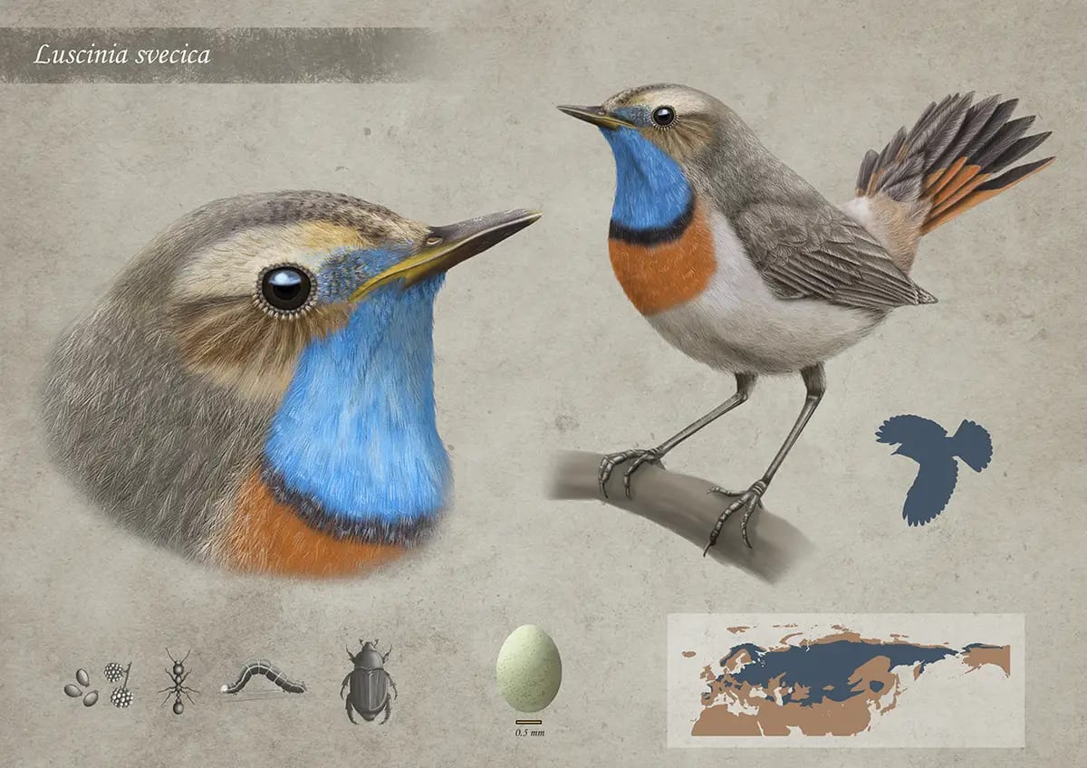 Lámina de ilustración científica del pájaro pechiazul (Luscinia svecica) con detalle de cabeza, cuerpo completo, dieta y mapa de distribución, de Sara Palacios Muñoz, alumna de Ilustración y Animación 2D en TRAZOS