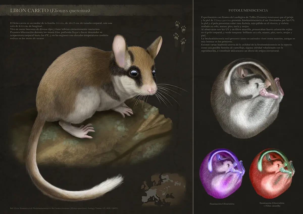 Lámina de ilustración científica del lirón careto (Eliomys quercinus) con estudio de fotoluminiscencia bajo luz ultravioleta, de Sara Palacios Muñoz, alumna de Ilustración y Animación 2D en TRAZOS