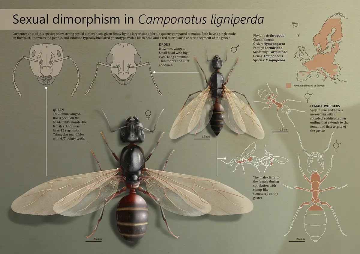 Infografía de ilustración científica del dimorfismo sexual de la hormiga carpintera (Camponotus ligniperda) con reina, macho y obrera, de Ylenia Vimercati Molano, alumna de Ilustración y Animación 2D en TRAZOS