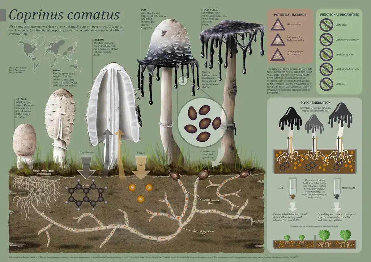 Infografía de ilustración científica del hongo barbuda (Coprinus comatus) con su ciclo de vida, propiedades y micorremediación, de Ylenia Vimercati Molano, alumna de Ilustración y Animación 2D en TRAZOS
