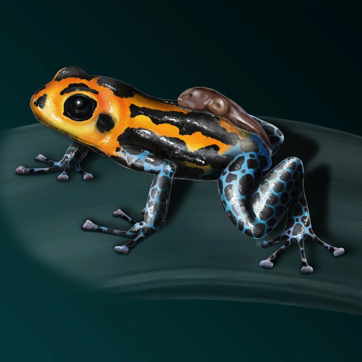 Ilustración científica detallada de una rana venenosa Ranitomeya imitator transportando un renacuajo sobre su espalda, de Ylenia Vimercati Molano, alumna de Ilustración y Animación 2D en TRAZOS