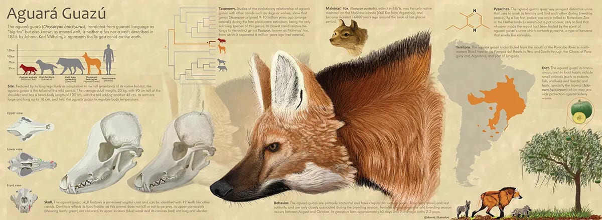 Infografía científica sobre el aguará guazú, Chrysocyon brachyurus, lobo de crin, de Jorge Rojas, alumno de Ilustración y Animación 2D en TRAZOS