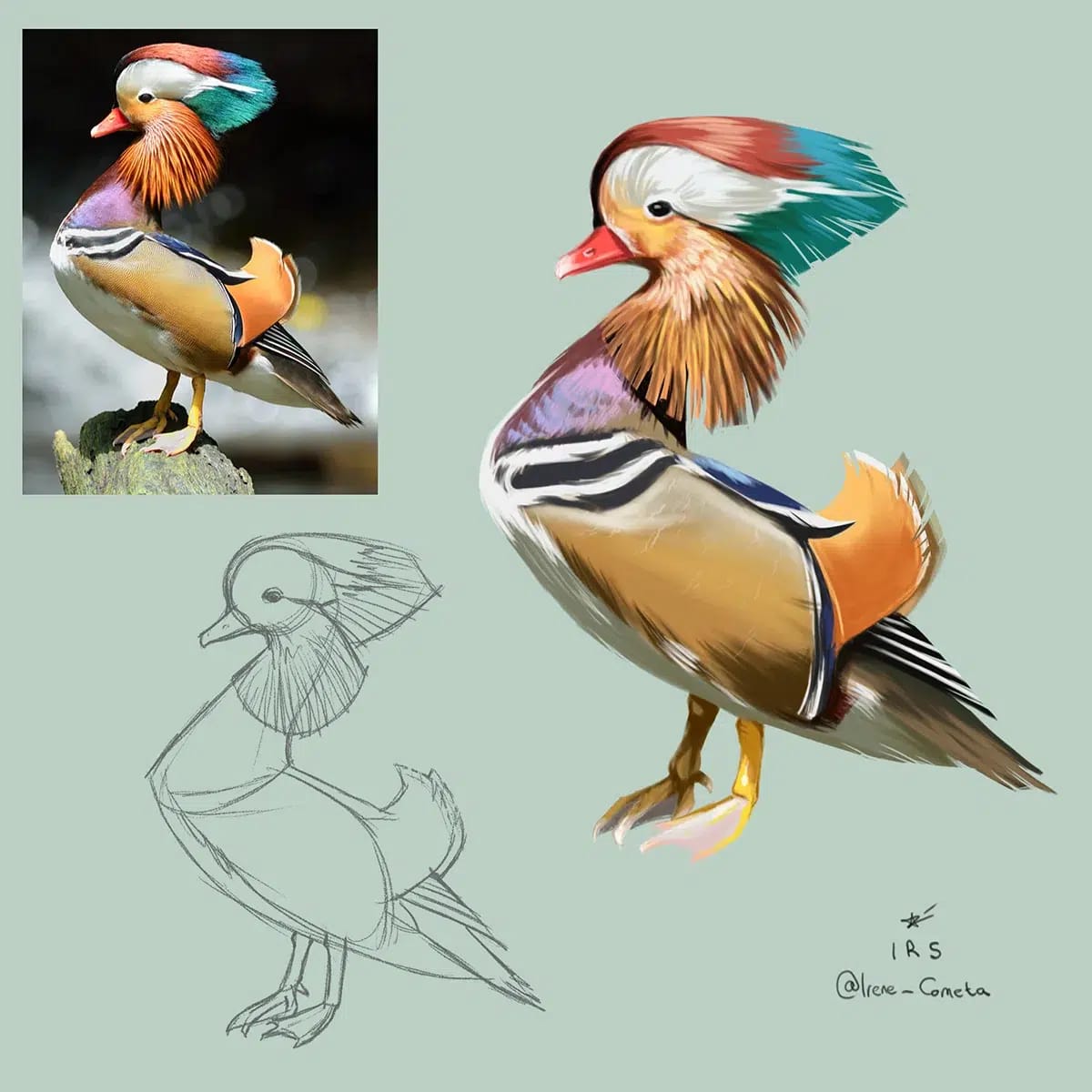 Estudio de un pato mandarín con foto de referencia, boceto y pintura, de Irene Rosado de Solís, alumna de Ilustración y Animación 2D en TRAZOS