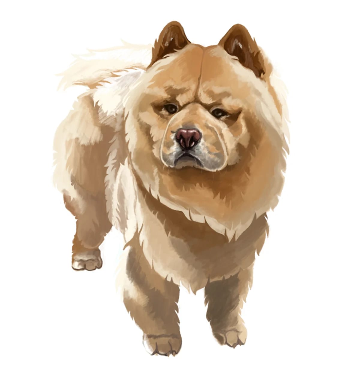 Estudio pictórico de un perro chow chow de pelaje claro caminando de frente, de Belén María Picazo Delgado, alumna de Ilustración y Animación 2D en TRAZOS