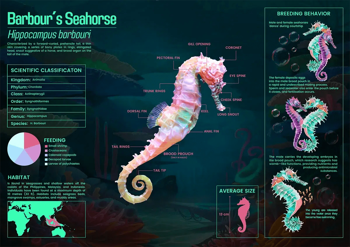 Infografía de ilustración científica del caballito de mar de Barbour (Hippocampus barbouri) con anatomía, clasificación, reproducción y hábitat, de Valeria De Freitas, alumna de Ilustración y Animación 2D en TRAZOS
