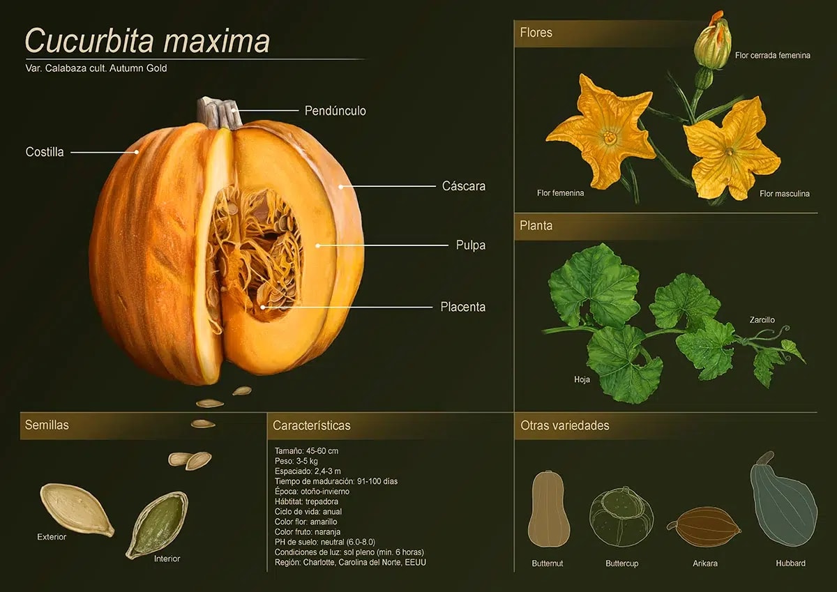 Infografía de ilustración científica de la Cucurbita máxima (calabaza) con anatomía, flores, semillas y variedades, de Robea Fee Schlegel, alumna de Ilustración y Animación 2D en TRAZOS