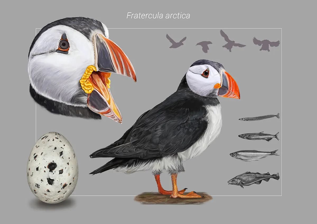 Lámina científica del frailecillo atlántico, Fratercula arctica, con detalle de pico y huevo, de David Martín Ranchal, alumno de Ilustración y Animación 2D en TRAZOS