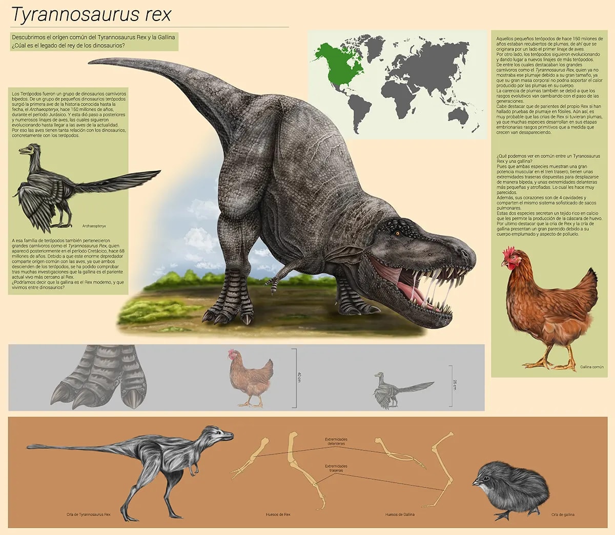 Infografía científica sobre el Tyrannosaurus rex y su relación evolutiva con la gallina, de David Martín Ranchal, alumno de Ilustración y Animación 2D en TRAZOS
