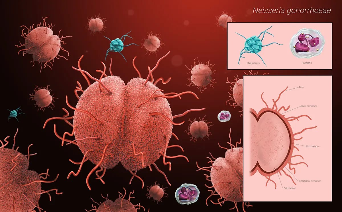 Ilustración científica detallada de la bacteria Neisseria gonorrhoeae con diagramas de su anatomía, de David Martín Ranchal, alumno de Ilustración y Animación 2D en TRAZOS