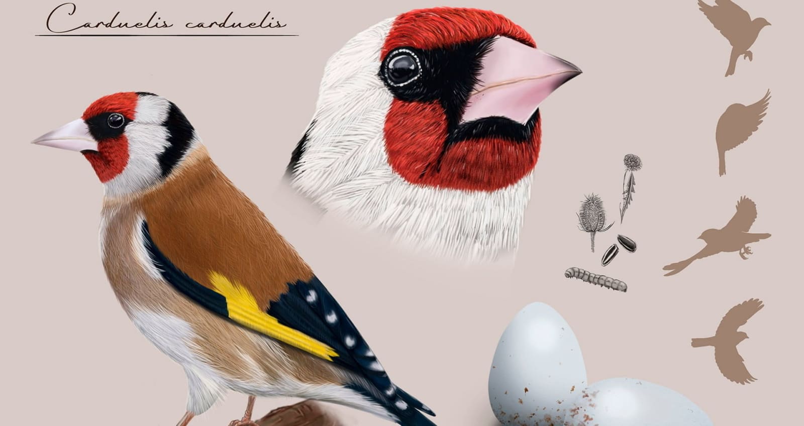 Portada del artículo «¿Qué es la Ilustración Científica? ¡Conoce sus salidas profesionales!» del blog de TRAZOS