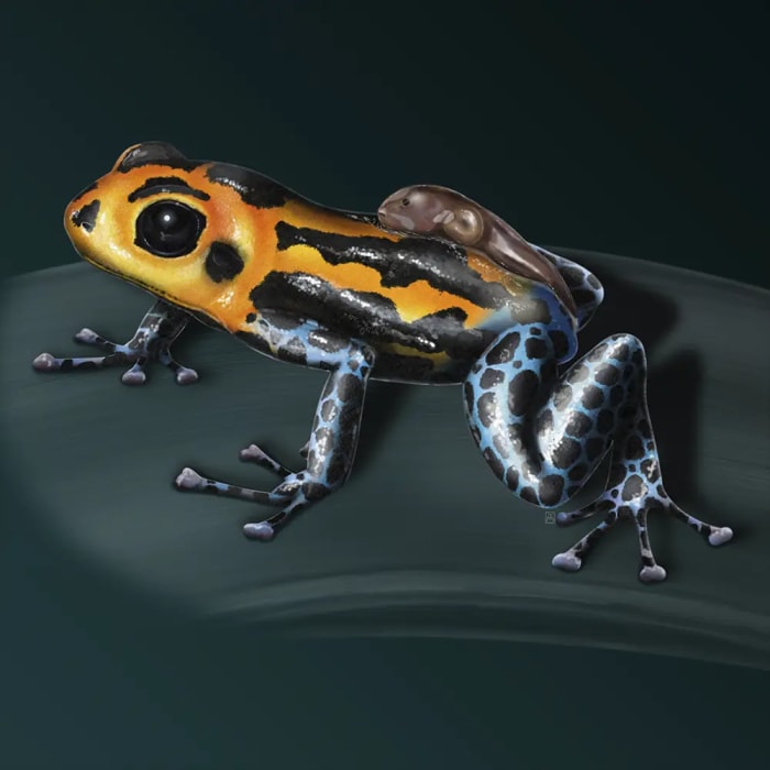 Ylenia Vimercati Molano