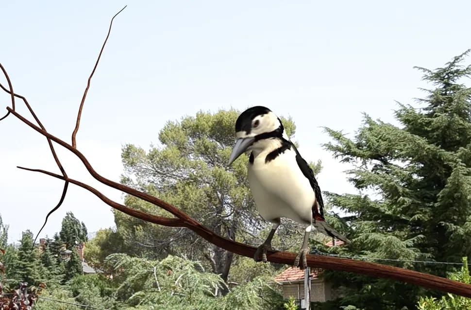 Plano 3D de un pájaro carpintero posado en la rama de un jardín, pieza para el demo reel, módulo del Máster Avanzado en Animación de Criaturas y Personajes de TRAZOS, escuela de arte digital en Madrid