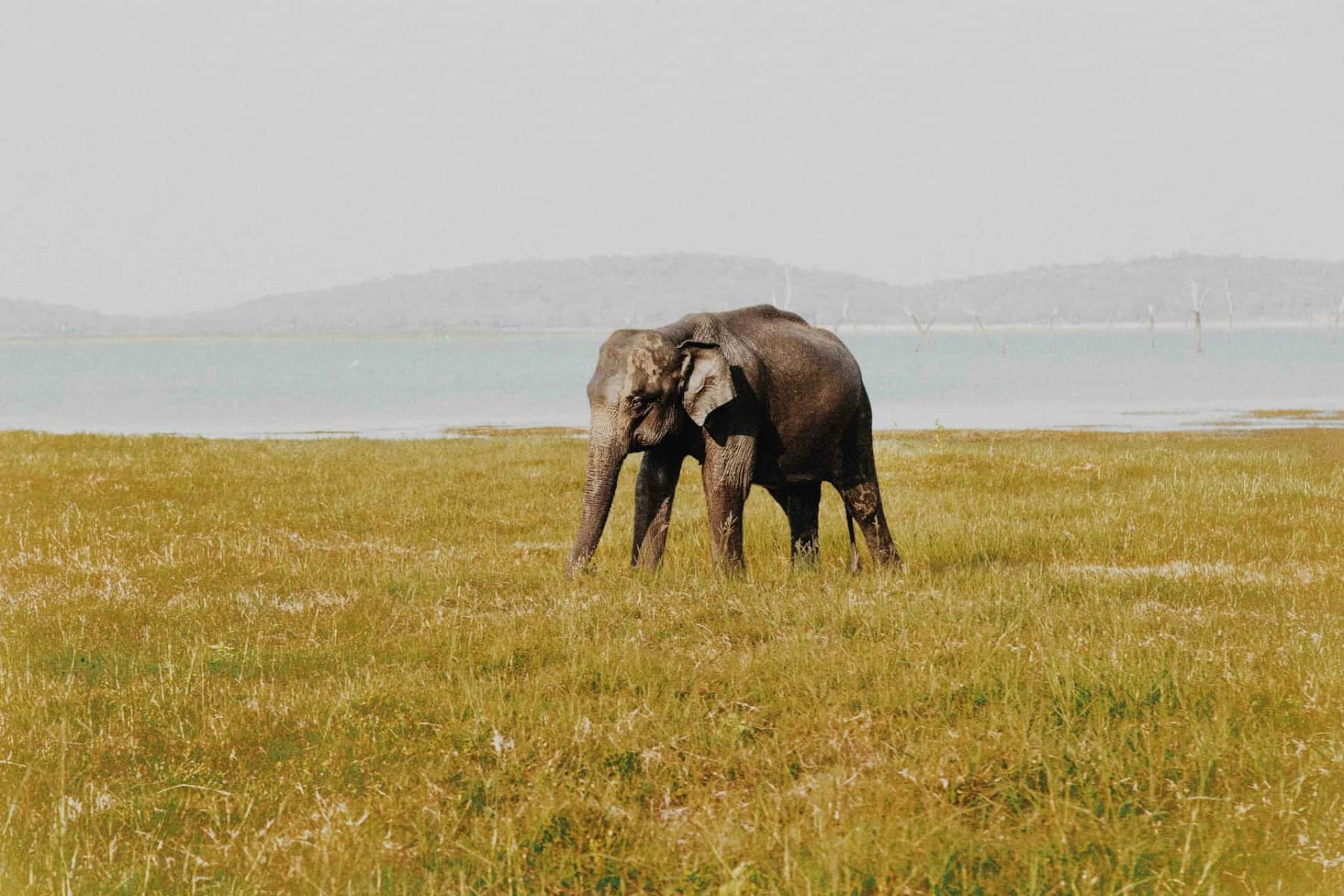 An elephant walking through golden grassland by the water, near the Udawalawe Elephant Transit Home