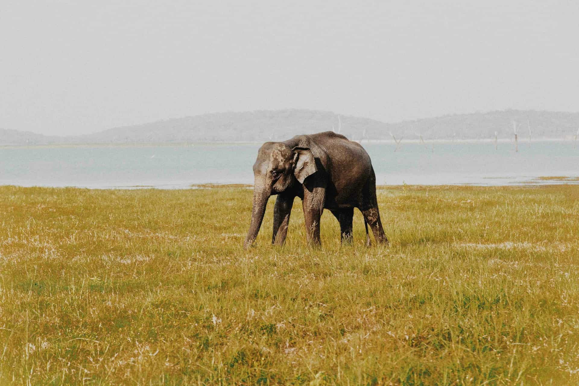 An elephant walking through golden grassland by the water, near the Udawalawe Elephant Transit Home