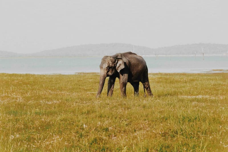 An elephant walking through golden grassland by the water, near the Udawalawe Elephant Transit Home