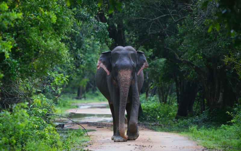 Young elephant walking beside an adult in Udawalawe National Park